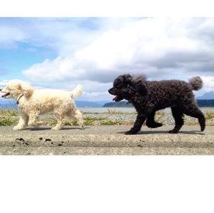 Meet your Posher, Annie